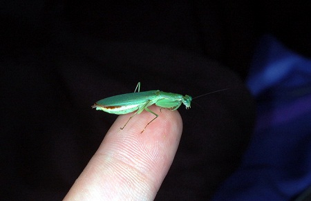 Chỉ[-]trừ[-]kích[-]thước[-]cực[-]kì[-]khiêm[-]tốn[-]của[-]chúng.